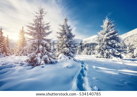 Majestic white spruces glowing by sunlight. Picturesque and gorgeous wintry scene. Location place Carpathian national park, Ukraine, Europe. Alps ski resort. Blue toning. Happy New Year! Beauty world