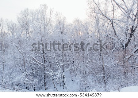 Winter in frozen forest. Winter park. Winter