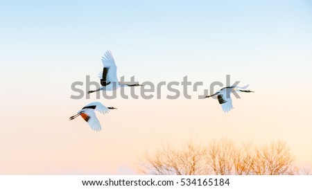 crane bird flying in the morning in Kushiro. Hokkaido japan. Royalty-Free Stock Photo #534165184