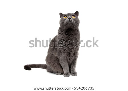 Cat sitting and looking up isolated on white background. horizontal photo.