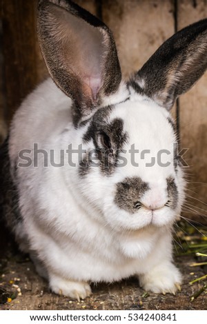 Gray rabbit on the farm, a wooden background