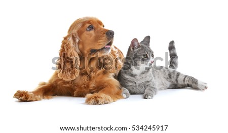 Cute dog and cat together on white background Royalty-Free Stock Photo #534245917