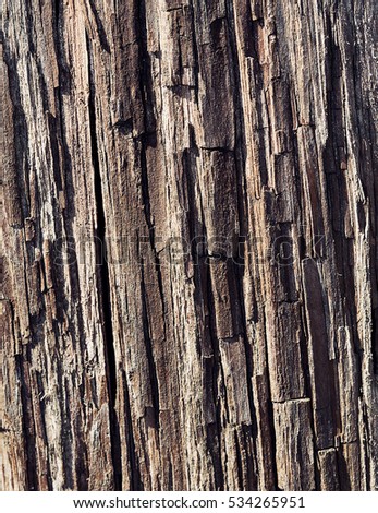 wooden pattern background of an old oak tree