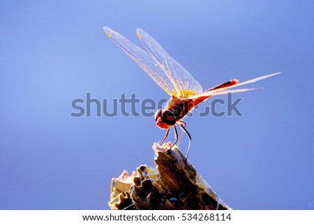 Dragonfly on old dark wood with blurry background,select focus with shallow depth of field