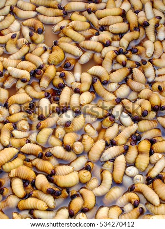 beetle larvae or scarabaeiform for sale in market , Thailand , Asia