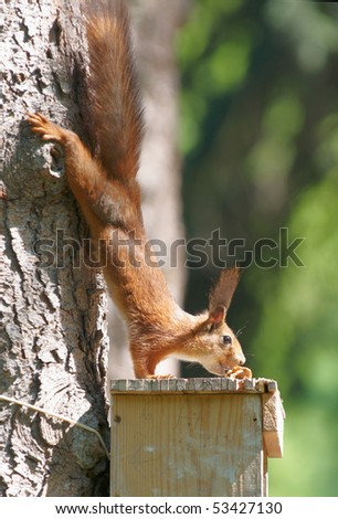 Squirrel , eating the nuts