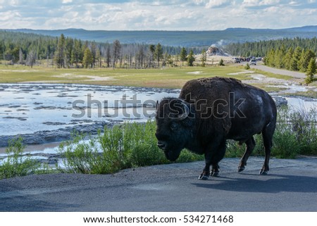 Bison in the background geyser in Yellowstone National Park, Wyoming