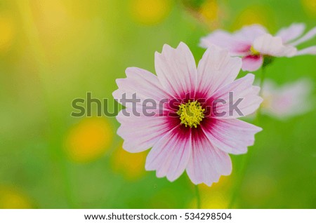 Close up white cosmos flower