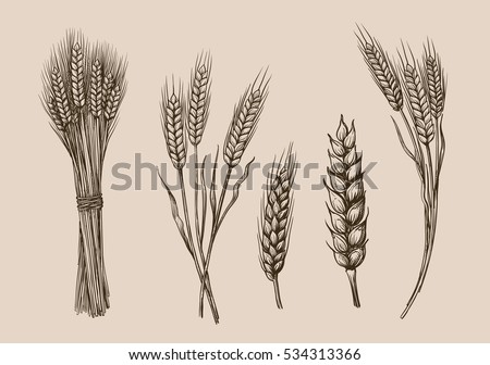 vector hand drawn wheat ears sketch doodle Royalty-Free Stock Photo #534313366
