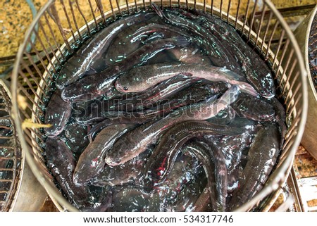 striped snakehead fish in the market for cooking