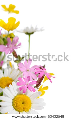 border of wildflowers