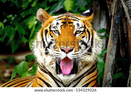 Tiger, portrait of a Bengal tiger on blurry brown grass background:Select focus with shallow depth of field.