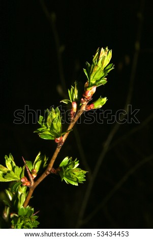 Sprouting young leaves and shoots in early spring
