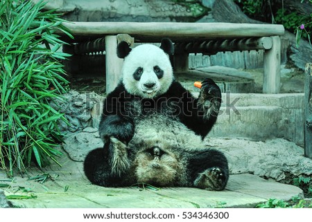 A cute of panda.