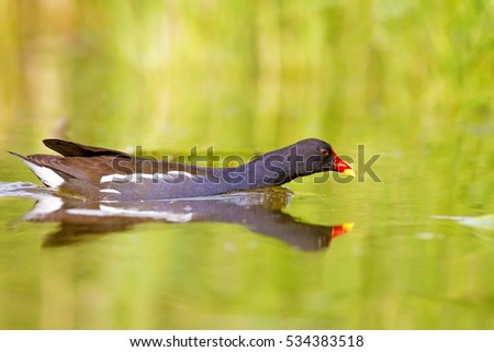 Nature and bird. Cute colorful water bird. Lake habitat and green nature background. Bird: Common Moorhen. Gallinula chloropus.