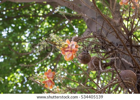 blooming pink flower of cannonball tree, Couroupita guianensis
