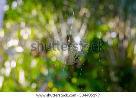Cobwebs at green grass background