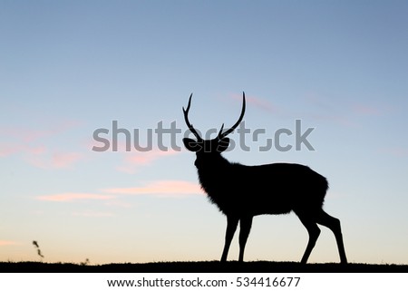Silhouette of deer 