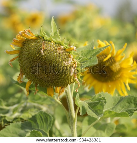 Field of sunflowers/ Field of sunflowers
