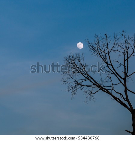 silhouette of dry tree branches at night with copy space.