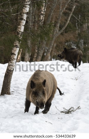 An animal portrait of an adult wild boar in the winter. 