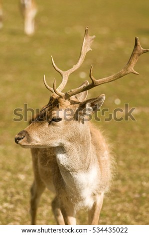 A deer