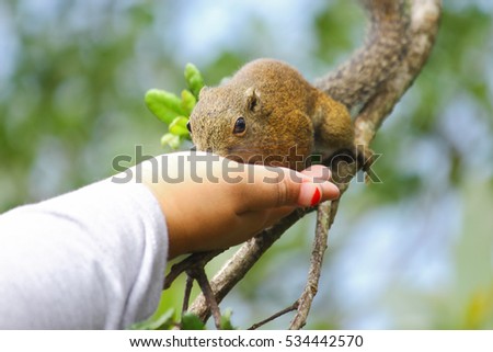 Squirrel eating peas from human hand