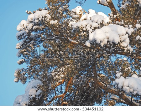 pine branch in snow