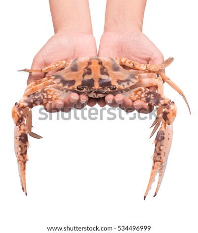 hand holding cooked crab prepared isolated on white background