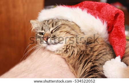 the cat is in the Christmas cap