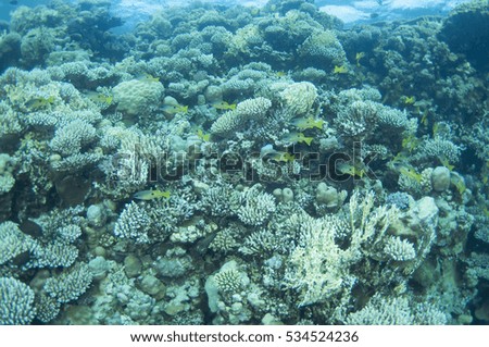 Abstract underwater scene of Red sea, Egypt.