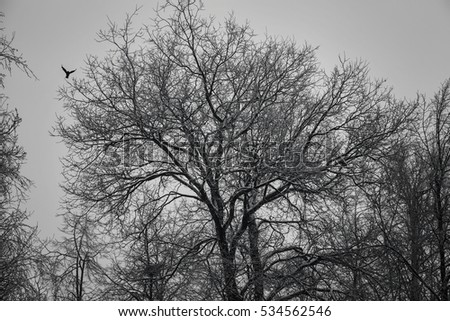 The silhouette of a large oak in the forest, the flight of a bird. Twilight in the woods on the nature.