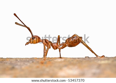 Cut-out of a Weaver Ant in khao Sok National Park, Thailand