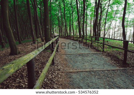 walk path in forest in early spring