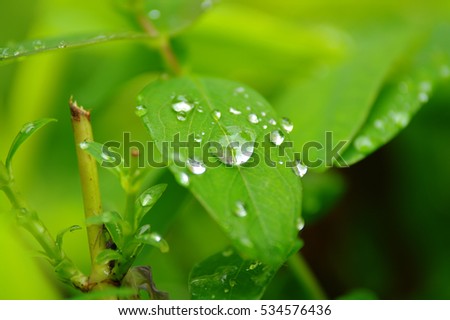 Close up of water drops on green leaves