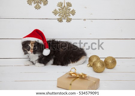 Kitten in Santa hat on white wooden background decorated Christmas style.
