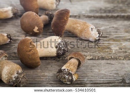 Raw mushrooms on a wooden table. Boletus edulis and chanterelles.