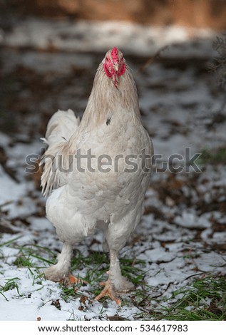 year of the rooster, the white cock, a symbol of 2017