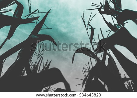 Worms eye view of corn plants in a cron field. Alien and creepy looking sky in the field with green and blue sky. Corn silhouette.  