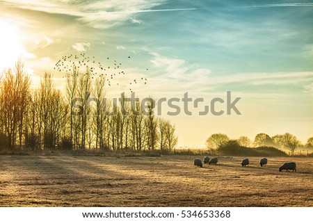 Stunning frosty and misty rural morning with a flock of sheep grazing. Sun rising over the winter trees and birds flying into the sunlight Royalty-Free Stock Photo #534653368
