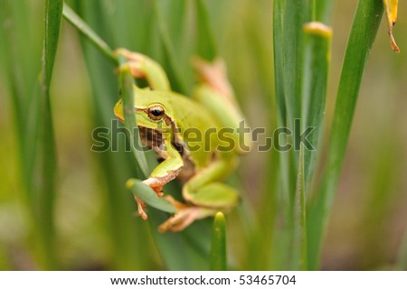 closeup green tree frog