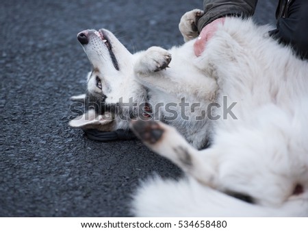 A beautiful husky wolf dog, with yellow eyes and beautiful fur coat, rolling on its back having its stomach stroked.