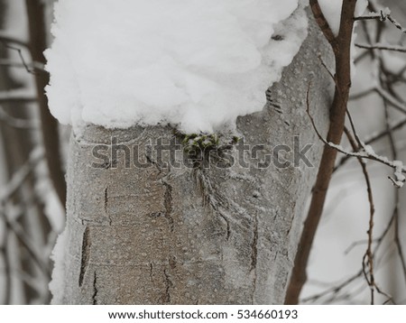 trunk of a tree in the snow