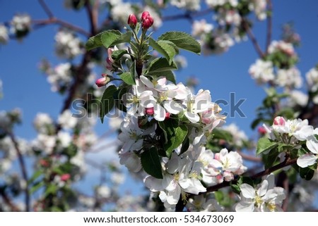 Apple tree flower blossoming at spring time, blue sky background