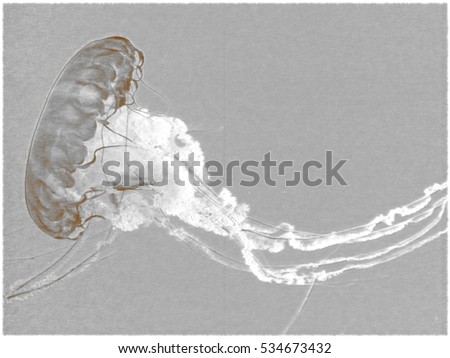 Black  white jellyfish with squalid outlook