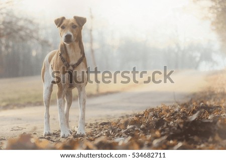 fox terrier standing on road in nature autumn, walking dog in nature autumn