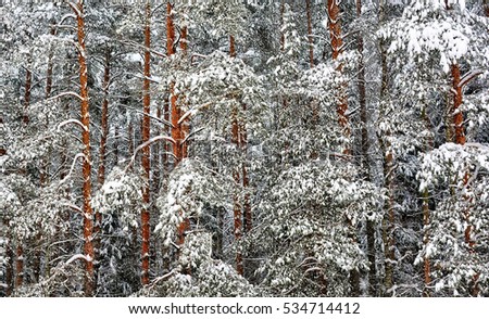 Beautiful winter landscape. Wonderful photo of pine trees covered with snow after the snowfall. Awesome fairy tale beauty. Winter forest. Stunning picturesque image. 
