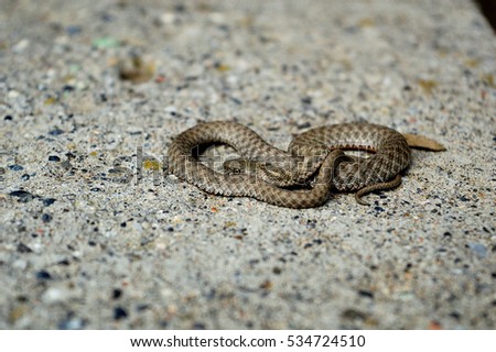 Grey snake resting on the concrete