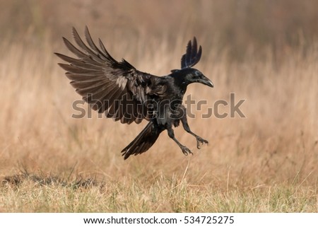 Birds - flying Black Common raven (Corvus corax)