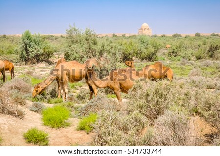 Photo of several camels feeding on greenery in Merv, Turkmenistan. Royalty-Free Stock Photo #534733744
